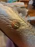 Ugg Gold Flats Size 7 - photo 4