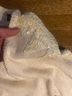 Raoul Solid White Wool Dress Size M - photo 7