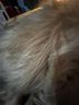 Guess Tan Coat Size XS - photo 5