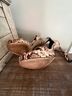 Michael Kors Snake Print Brown Heels Size 8 1/2 - photo 6
