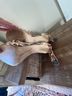 Michael Kors Snake Print Brown Heels Size 8 1/2 - photo 4
