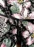 Evolution and Creation Floral Animal Print Multi Color Leggings Size S - photo 7