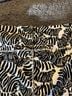 Lilly Pulitzer Animal Print Black White Leggings Size XL - photo 3