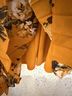 Studio One Floral Multi Color Orange Jumpsuit Size 8 (petite) - photo 6