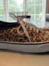 Vans Leopard Print Brown Black Sneakers Size 11 1/2 - photo 5