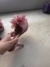 Sam Edelman Pink Heels Size 8 1/2 - photo 5