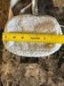 Lululemon Athletica Solid Tan White Belt Bag One size - photo 9