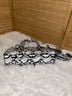 Ed Hardy Snake Print Gray Black White Crossbody Bag One size - photo 9