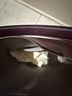 Coach 100% Leather Black Purple Shoulder Bag One size - photo 7