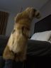 Azalea Wang Brown Mittens Size 8 - photo 3