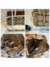 Coach Graphic Solid Brown Ivory Tote One size - photo 15