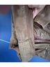 Cole Haan 100% Leather Brown Leather Jacket Size XS - photo 5