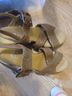 CL by Laundry Brown Wedges Size 7 - photo 3