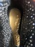 Badgley Mischka 100% Leather Solid Black Boots Size 8 1/2 - photo 3