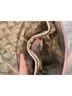 Coach 100% Calf Leather Pink Leather Shoulder Bag One size - photo 11