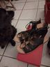 Robert Zur Black Tan Sandals Size 8 - photo 3