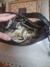 Brighton 100% Calf Leather Black Leather Shoulder Bag One size - photo 8