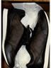 Coach Print Brown Black Sneakers Size 8 - photo 3