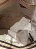 Brahmin Stripes Tan White Leather Shoulder Bag One size - photo 9