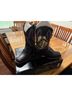 Dan Post Black Boots Size EU 39 - photo 7