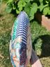 Coach Print Multi Color Hobo One size - photo 6