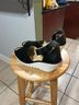 FLY London Black Wedges Size 7 1/2 - photo 3