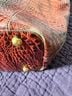 Brahmin Leather Tote One size - photo 3