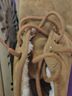 Ugg Brown Boots Size 6 - photo 4