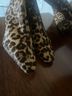 Gianni Bini 100% Calf Leather Leopard Print Multi Color Boots Size 6 1/2 - photo 4