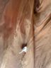 BCBGeneration Tan Jacket Size M - photo 15