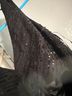 Bebe Black Cocktail Dress Size 10 - photo 4