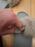 Ugg Fur Royale Slides Sandals - photo 4